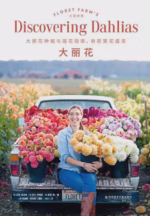 大丽花