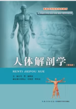人体解剖学