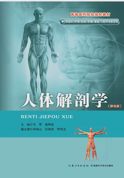 人体解剖学